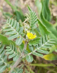 Tribulus Terrestris